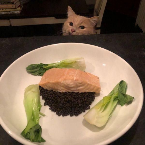 More Info for Colorful Steamed Salmon with Lentils and Bok Choy