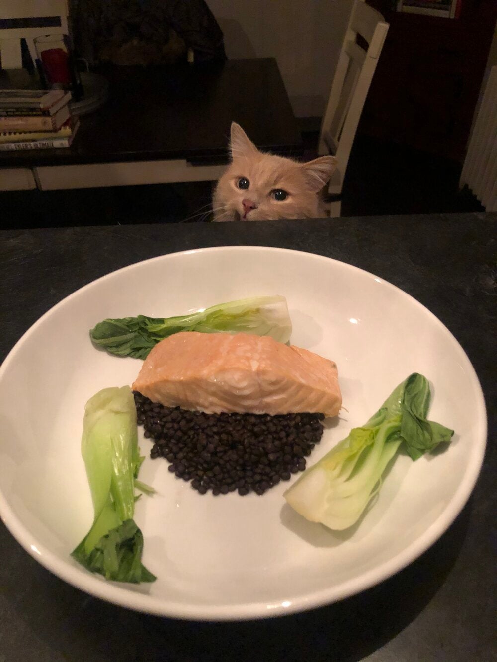 Cat staring at plate of steamed salmon with lentils and bok choy