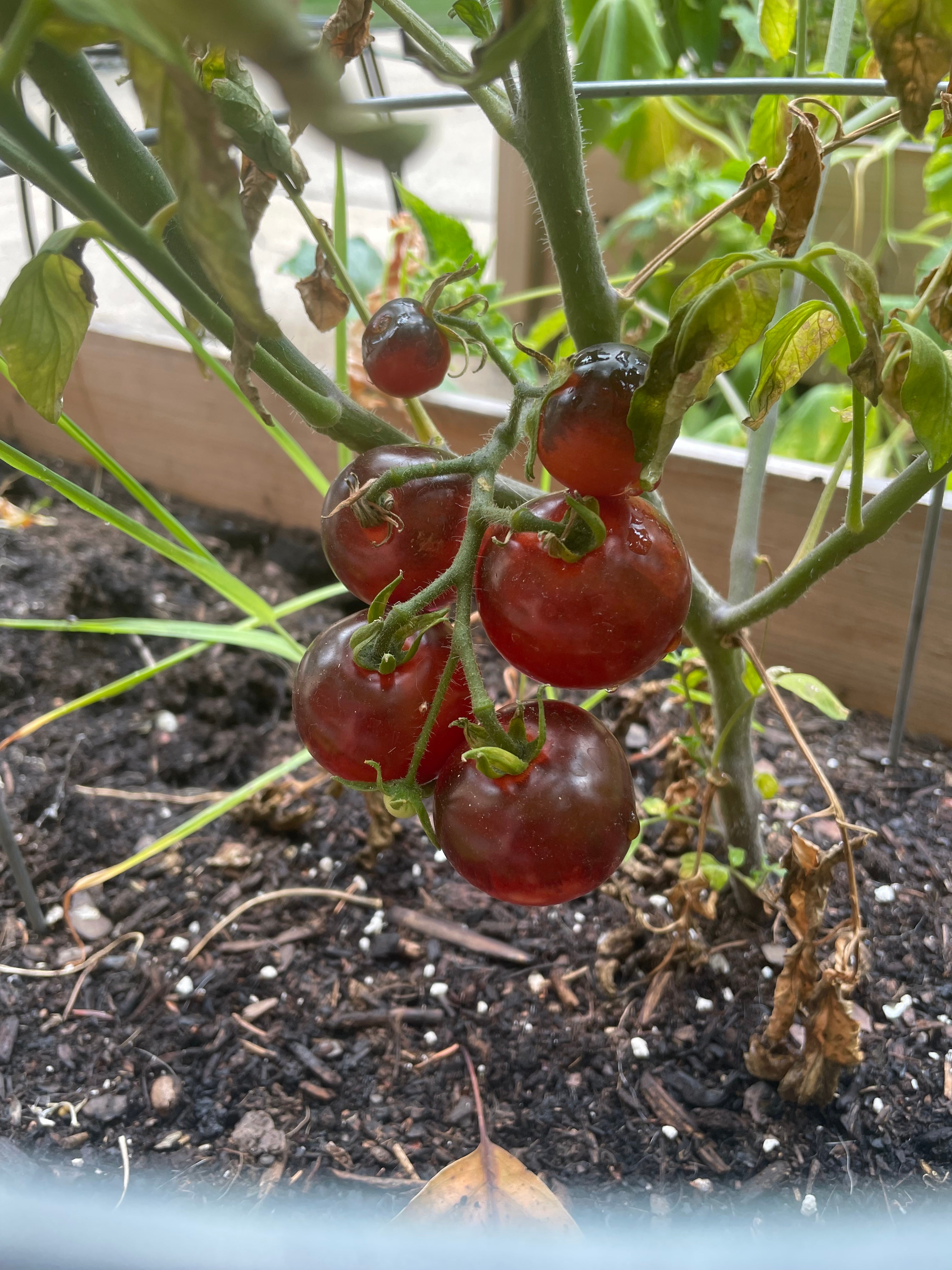 tomatoes on vine.jpeg